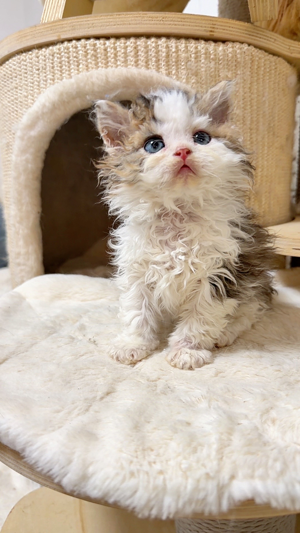 塞尔凯克卷毛猫