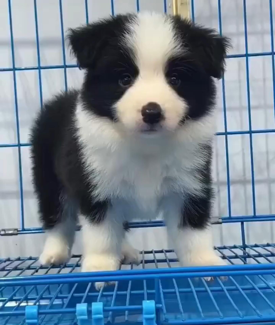 黑白相间边境牧羊犬，聪明伶俐，颜值高的绝佳宠物