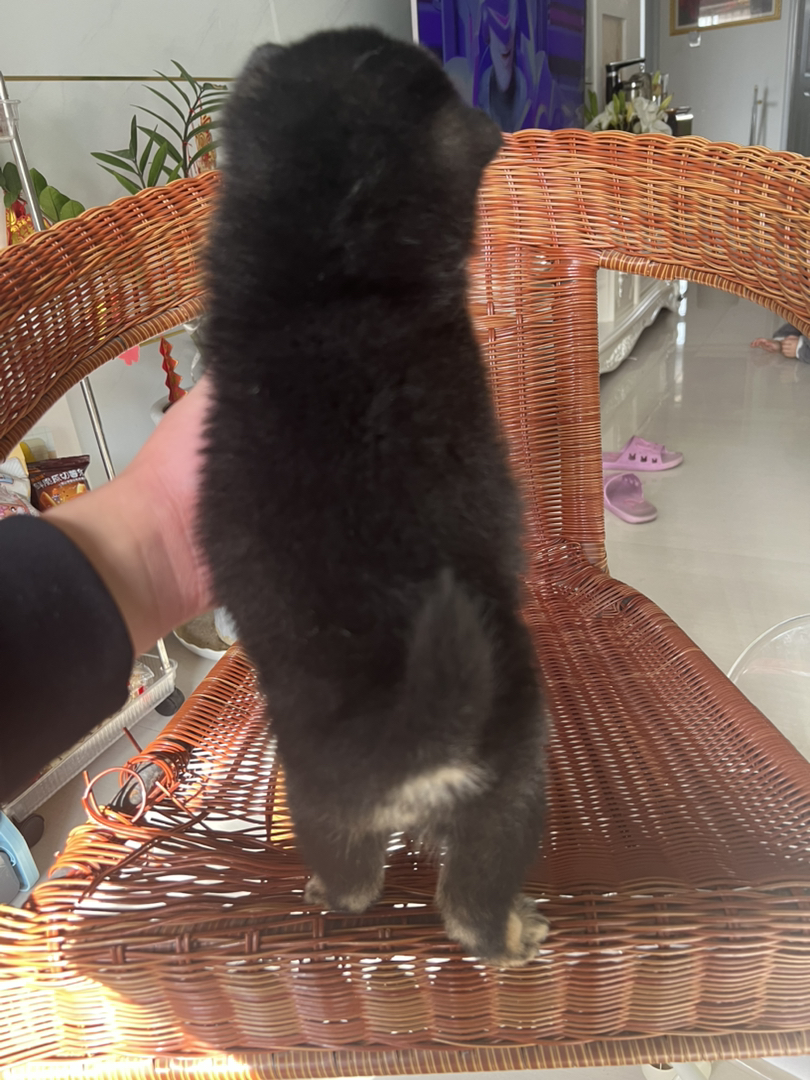 柴犬