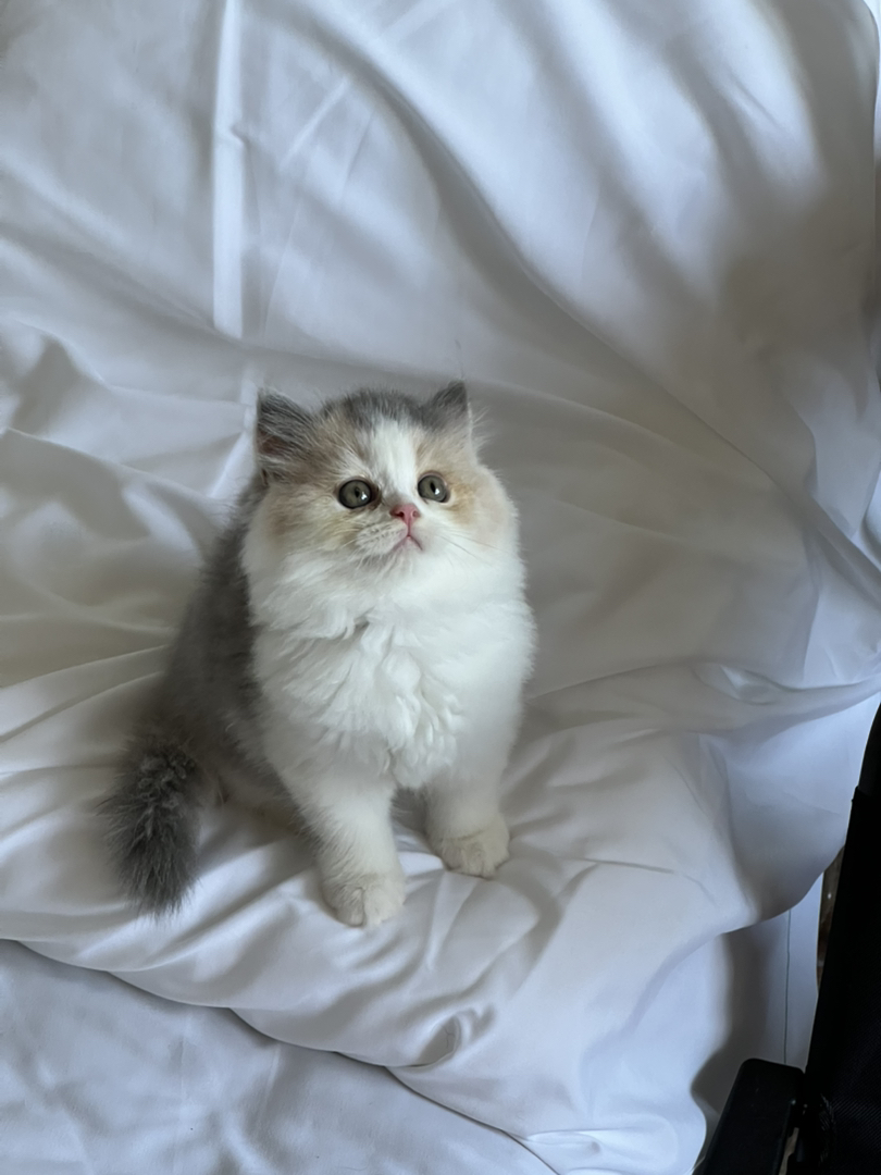 米努特猫 幼崽蹲新家 大爆毛甜美可爱