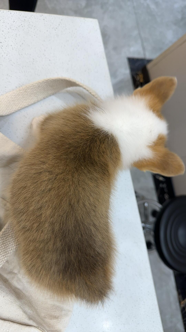 柯基幼犬,短腿萌耳,可爱爆表,温顺贴心好伴侣