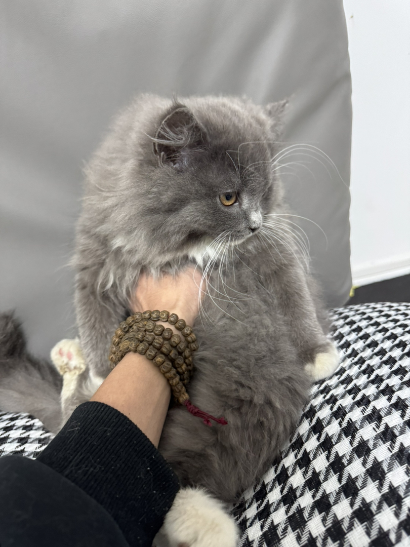 蓝猫长毛  白手套  粉爪垫  巨肥  3个多月