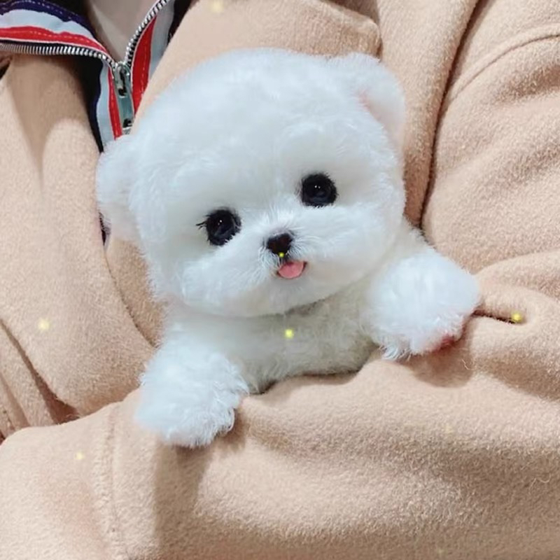 飞耳小体可爱比熊犬,浑身雪白似棉花糖,萌态十足惹人爱