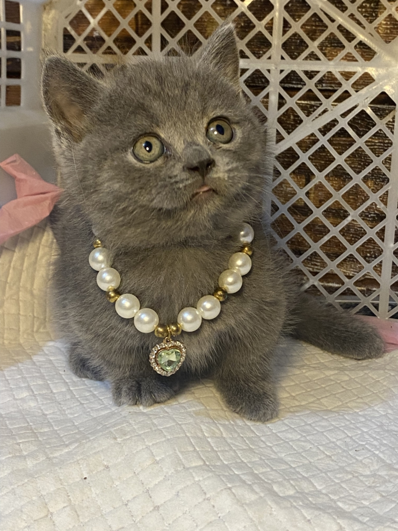 包子脸矮腿蓝猫弟弟～无病无藓～包一次内驱外驱过渡粮逗猫棒～