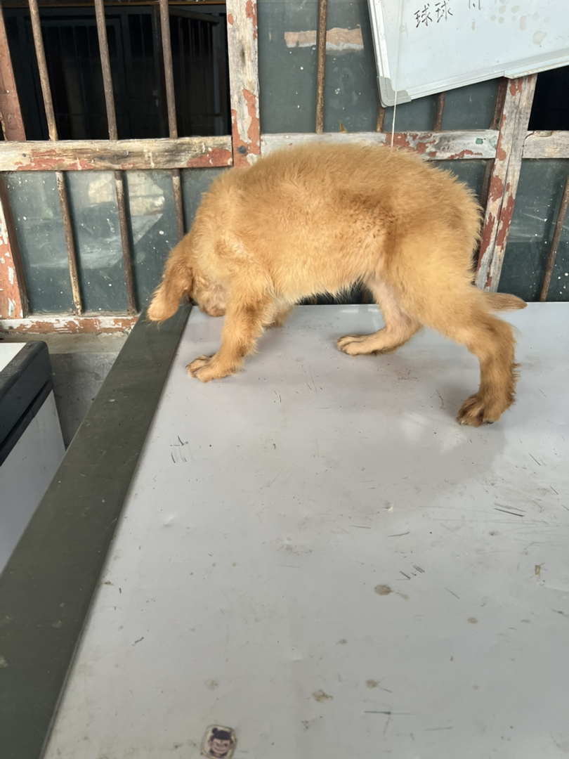 金毛幼犬，可爱呆萌，温顺乖巧，是理想的家庭陪伴犬