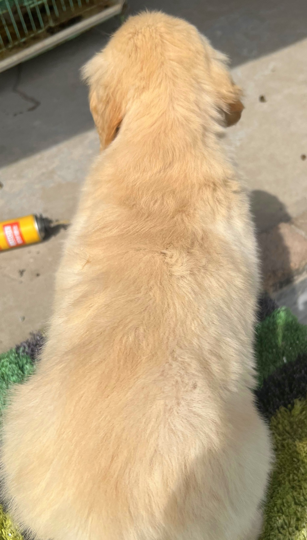 金毛幼犬,运费自理。