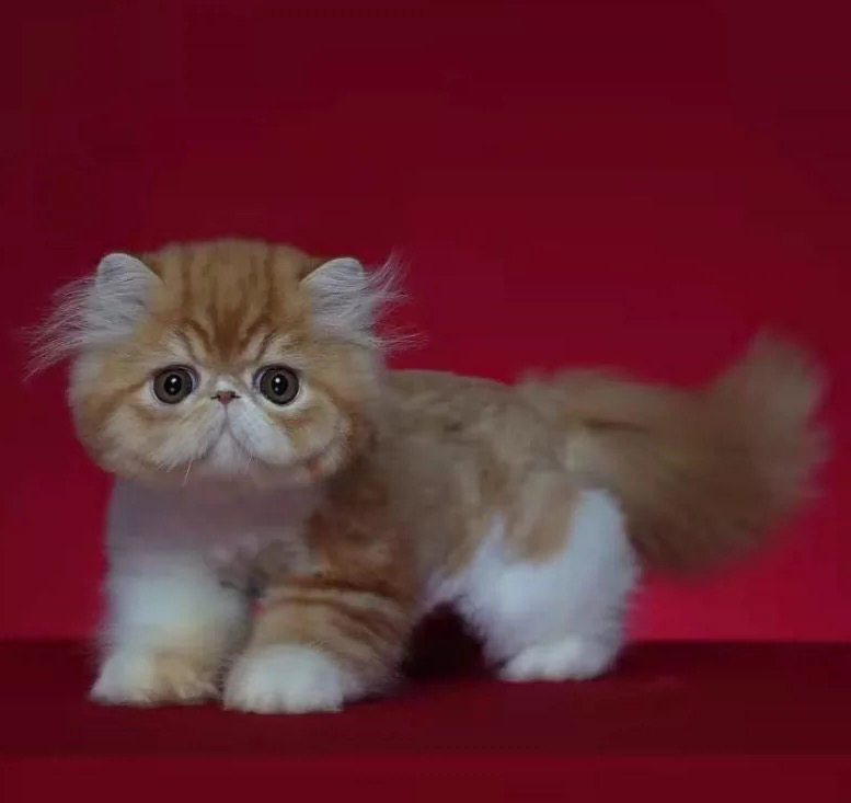 平台推荐❤纯种加菲猫