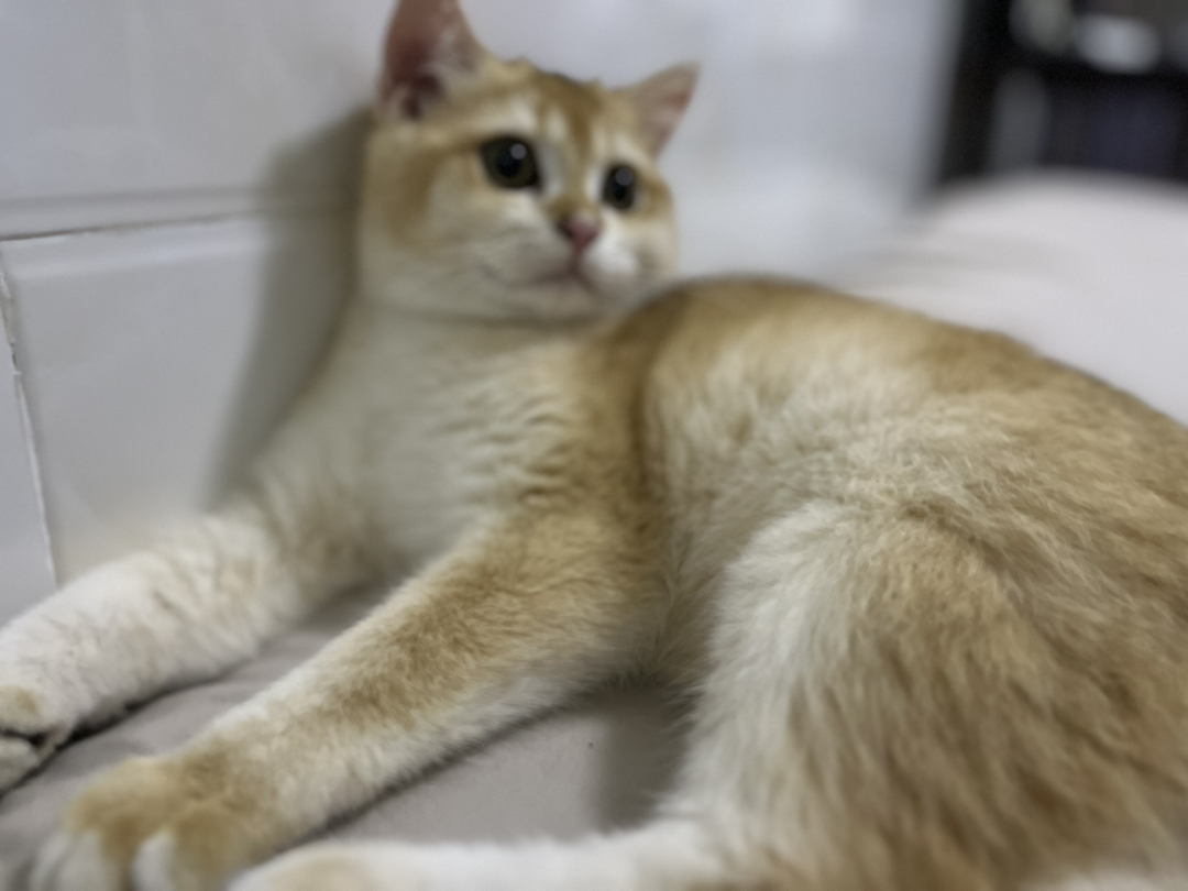 金渐层公猫已绝育三针已打