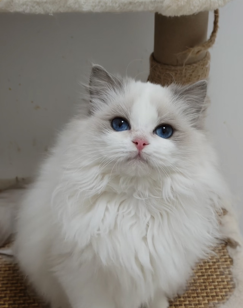 赛级双血统布偶猫蓝双妹妹，黏人性格好，活泼好动又可爱不挑食