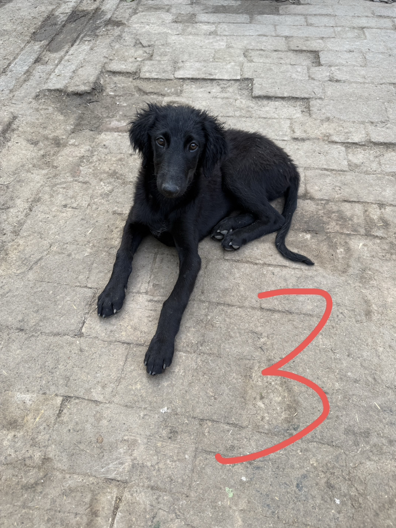 山东细犬优秀的中华田园犬聪明活波会看家护院认主人三个多月疫苗齐全包托运