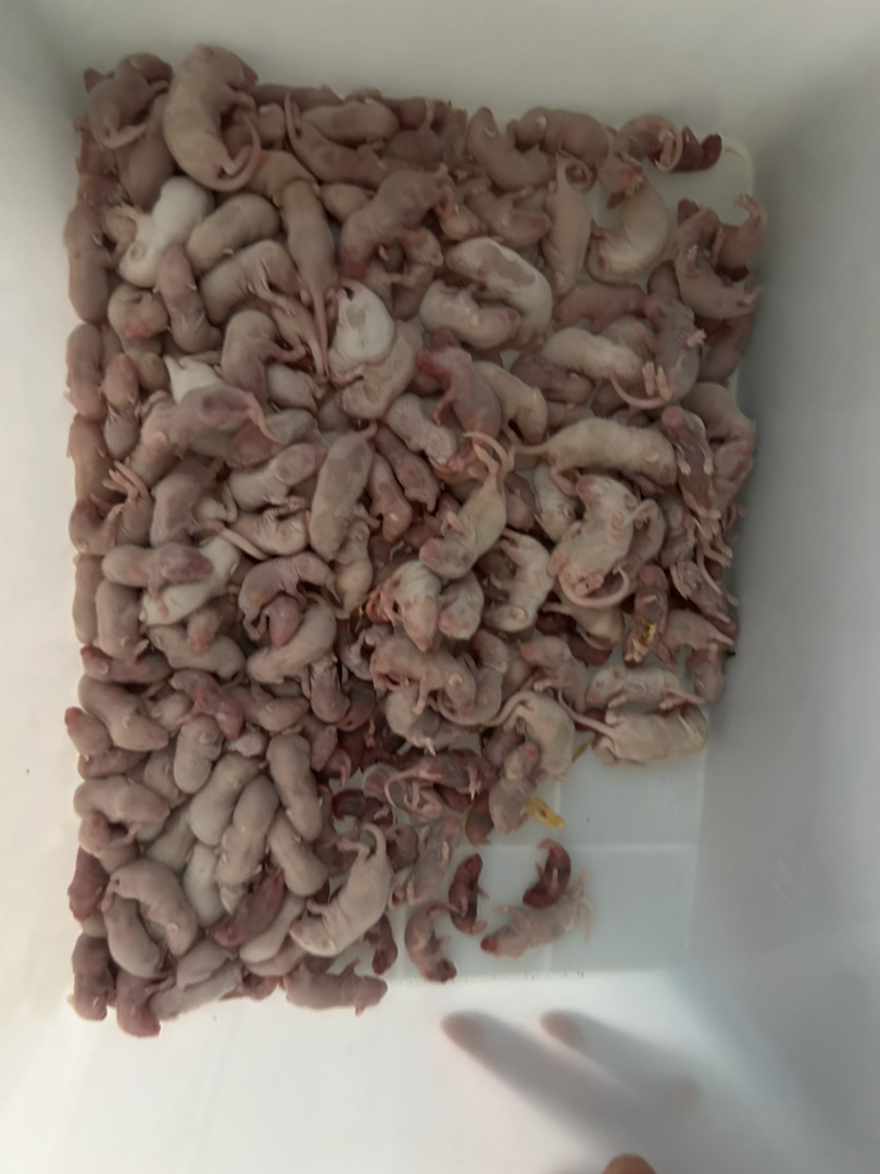 小白鼠