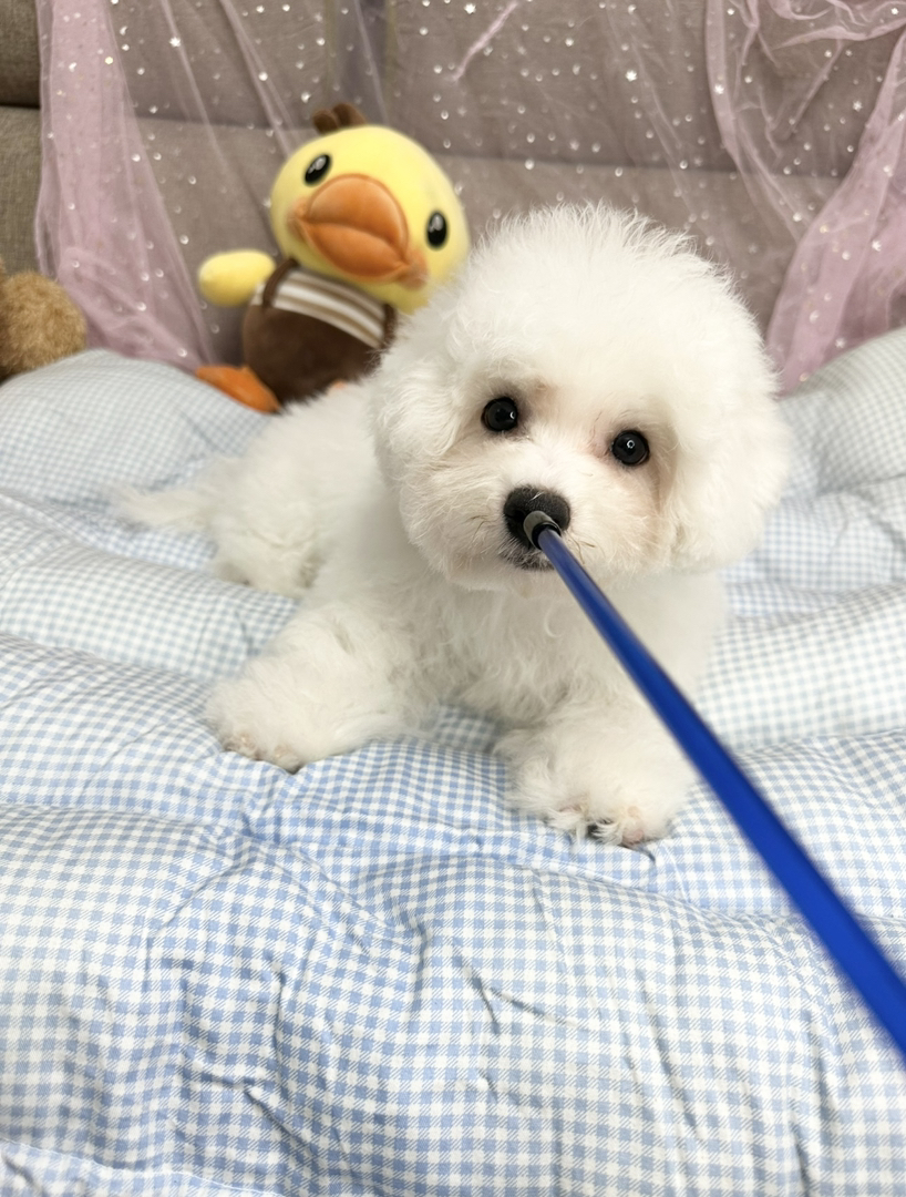 比熊幼犬找个爱它的家，温暖小狗