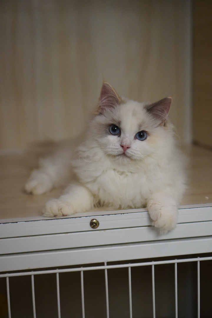布偶猫