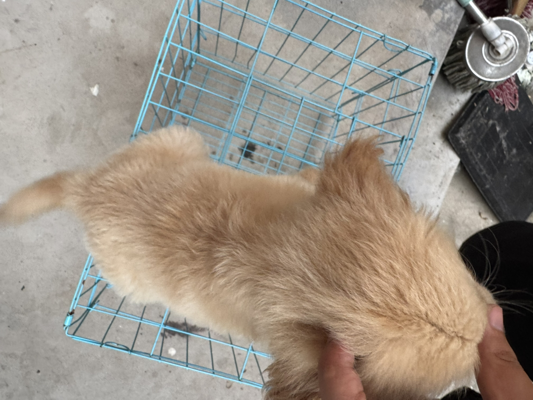 金毛幼犬，毛发蓬松，性格温顺，可爱萌宠首选