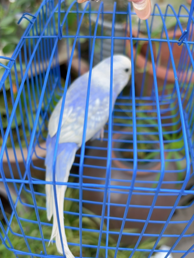 特色紫珍珠大头妹妹一枚，有喜欢的快速入手吧