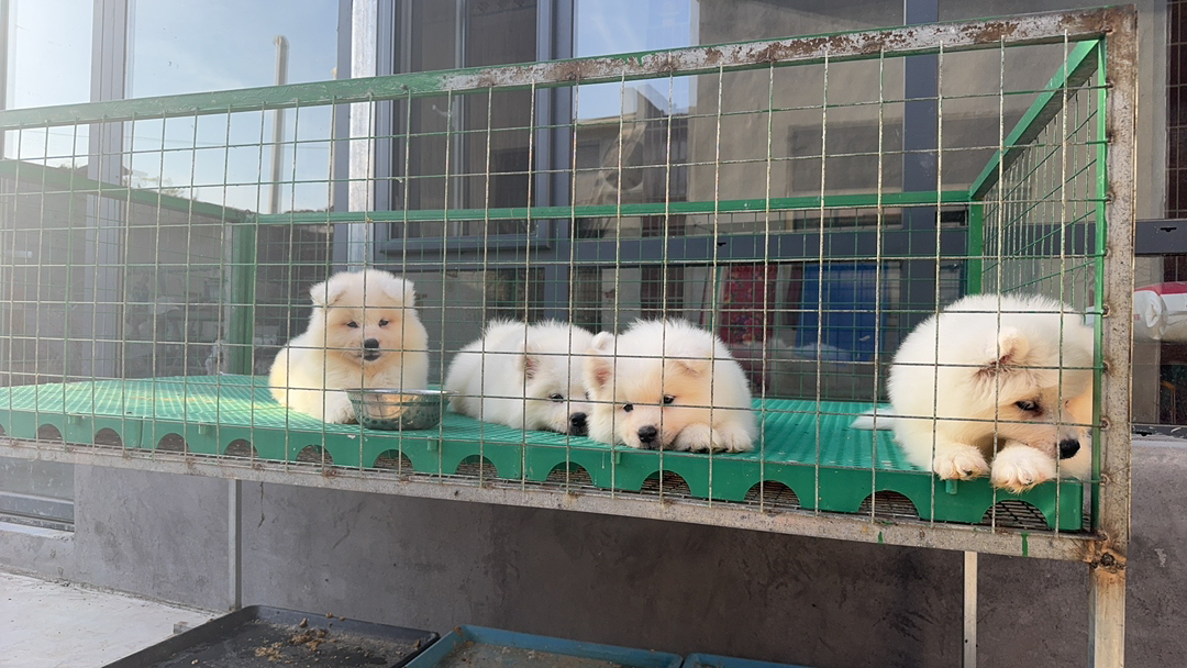 萨摩耶幼犬，颜值超高，毛茸可爱，治愈系萌宠首选