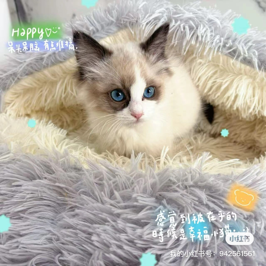 布偶猫