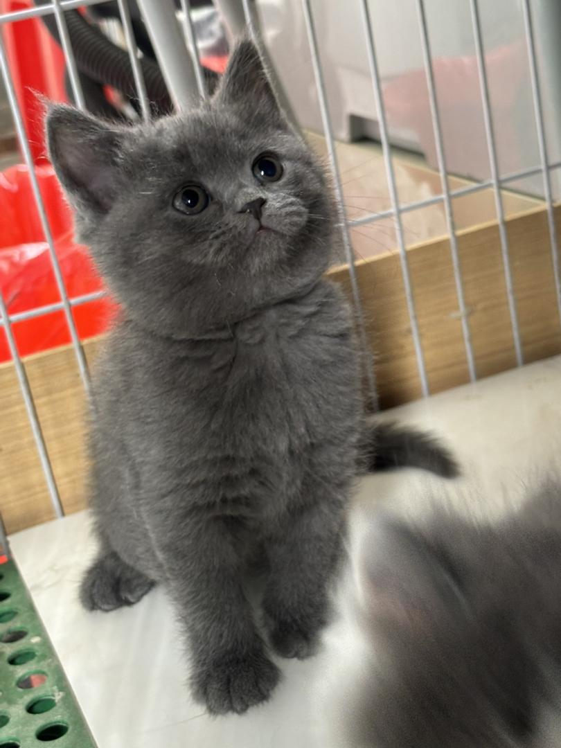 英短蓝猫，拿破仑蓝白妹妹