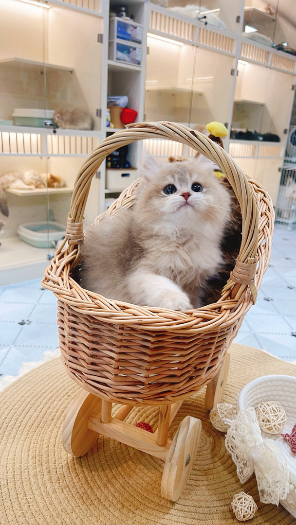长毛蓝金