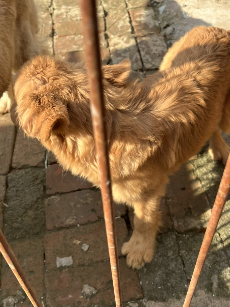 金毛，双血枫叶红，聪明户主，陪伴首选