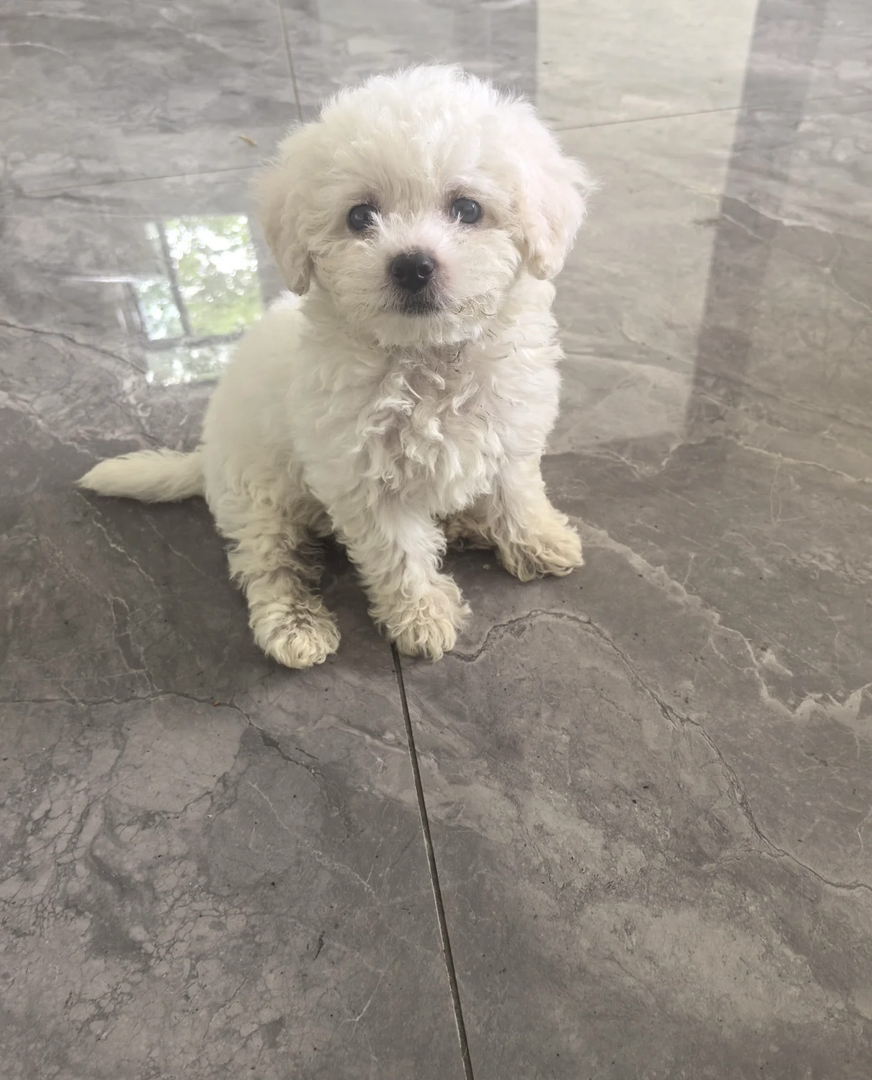 小短腿，不掉毛聪明可爱