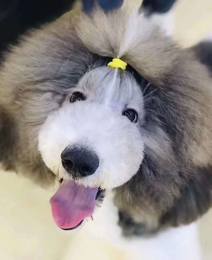 花色巨贵犬❤️疫苗齐全❤️灰白花，红白花