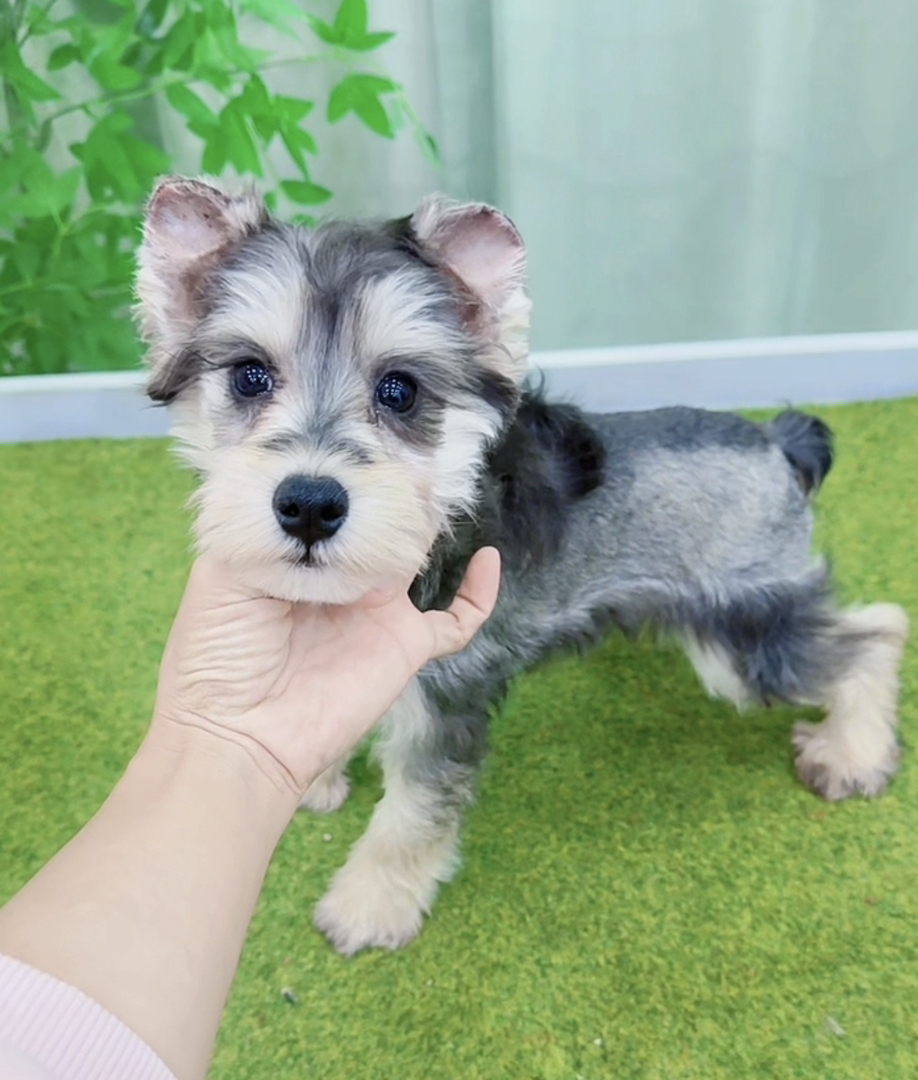 米其耳浅椒盐色雪纳瑞