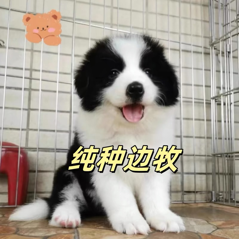 纯种边牧幼犬,黑白分明,聪明伶俐的最佳伙伴