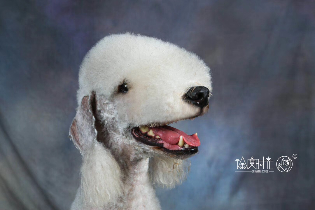 贝灵顿梗幼犬,绵羊造型优雅可爱,活泼温顺,独特外观,理想伴侣犬