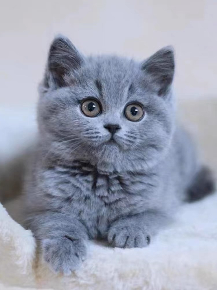 大胖脸蓝猫