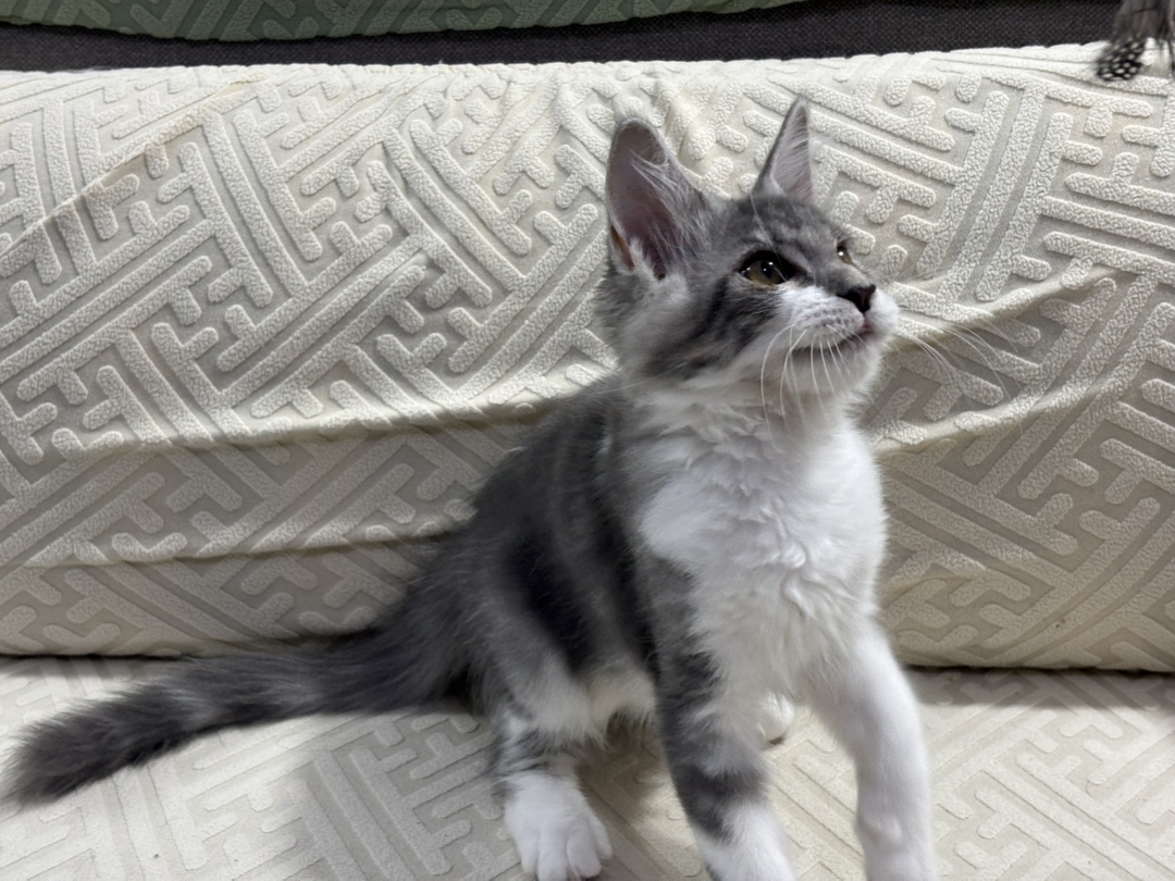 银虎加白缅因猫幼崽，颜值爆表，性格温柔，养宠首选
