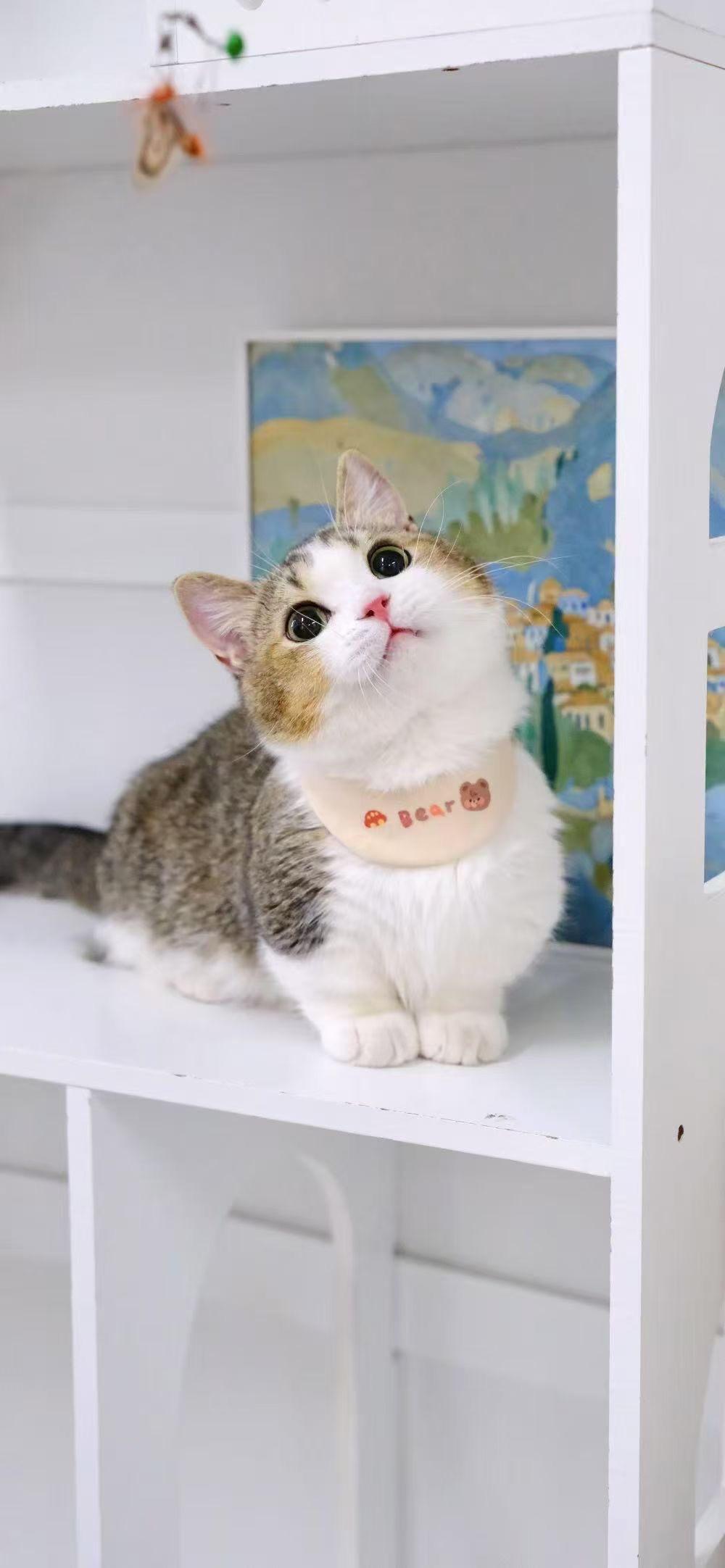 矮脚金加白猫咪❤️曼基康矮脚猫