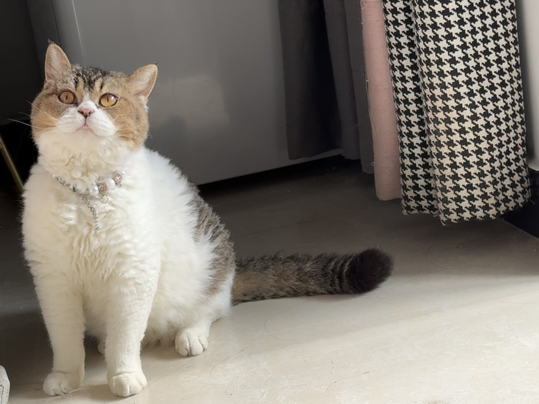 赛尔凯克卷毛猫短毛