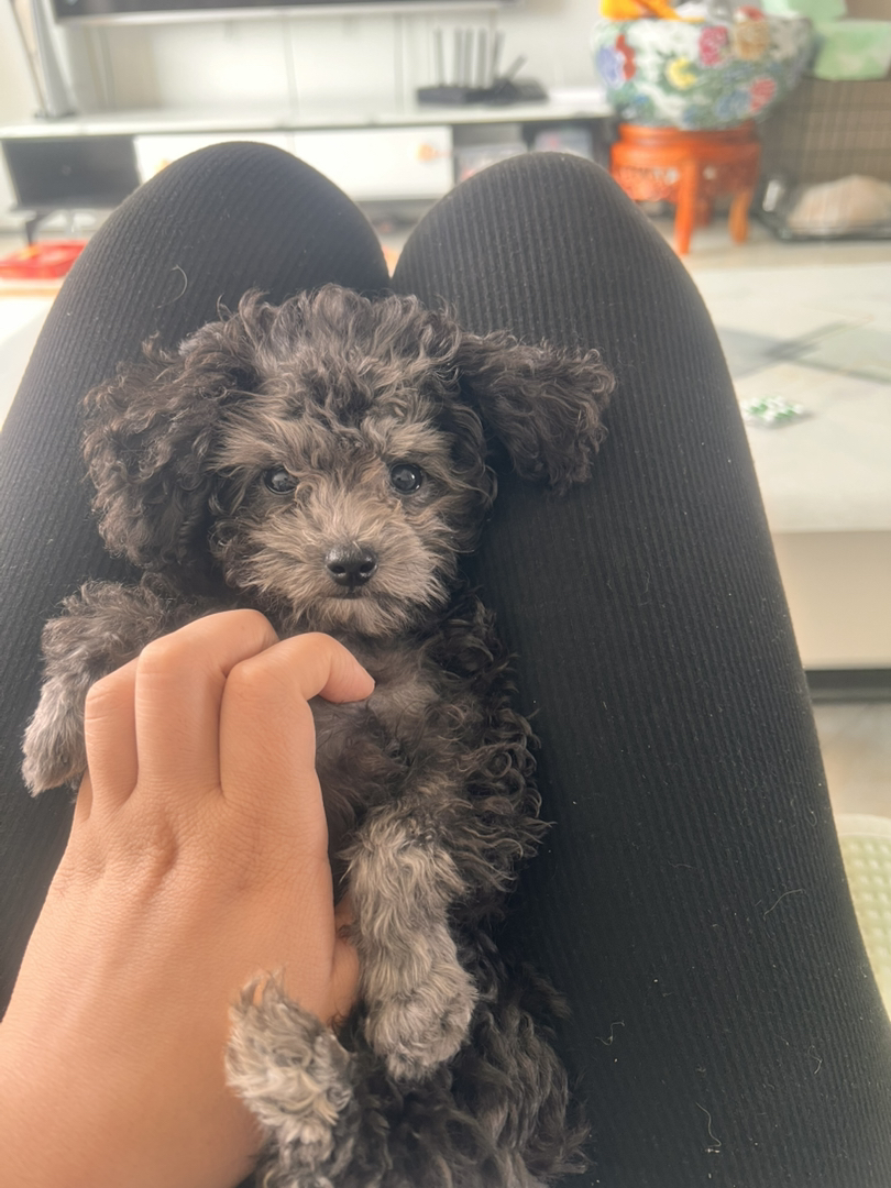 可爱泰迪犬，卷毛蓬松，小巧玲珑，最佳陪伴宠物