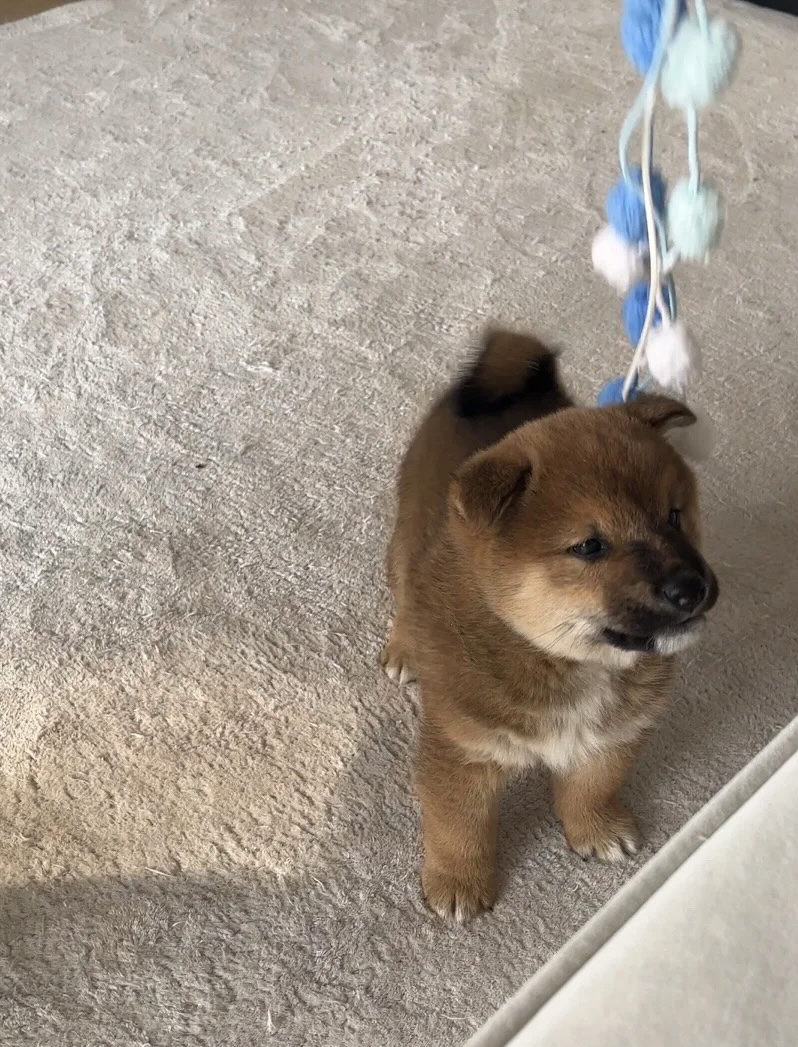 可爱柴犬幼犬，颜值爆表，忠诚聪明的最佳伴侣