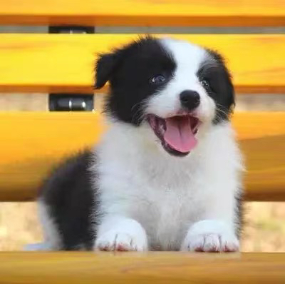 双血统边牧❤️带证书芯片