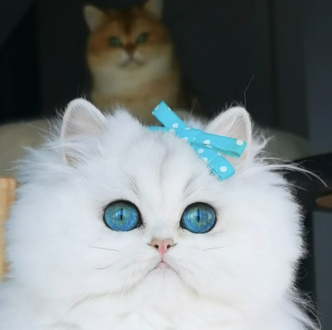 高端长毛银点银渐层猫咪❤️平台推荐