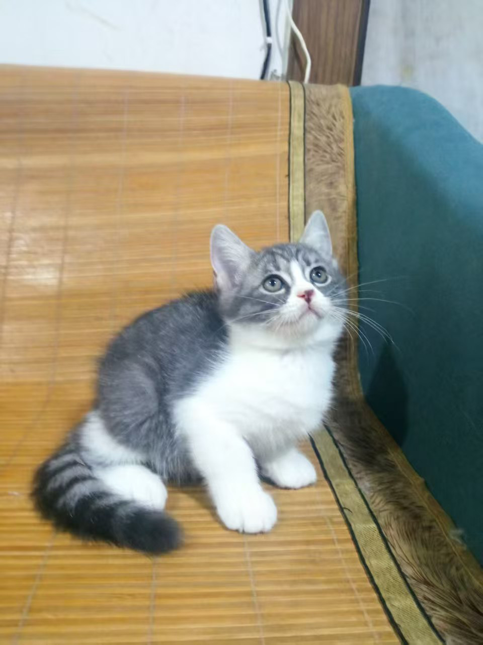 美国短毛猫