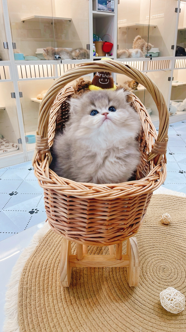 长毛蓝金