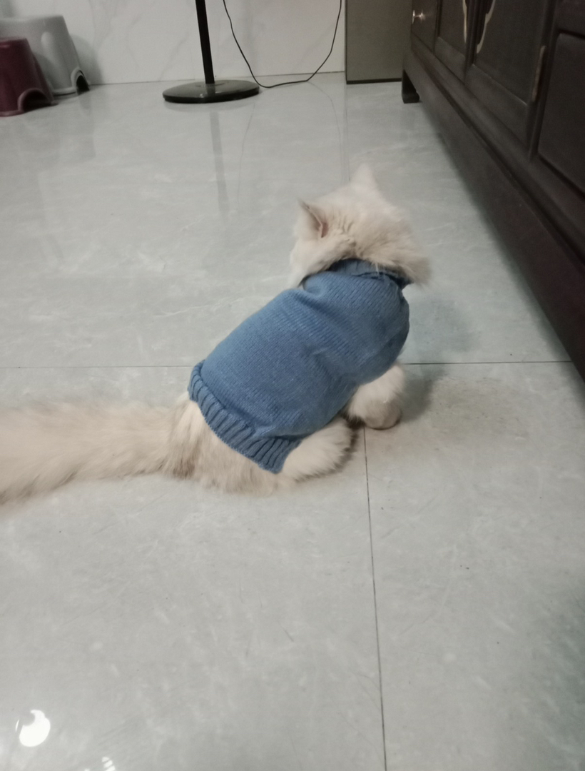 拿破仑金吉拉纯种母猫公猫