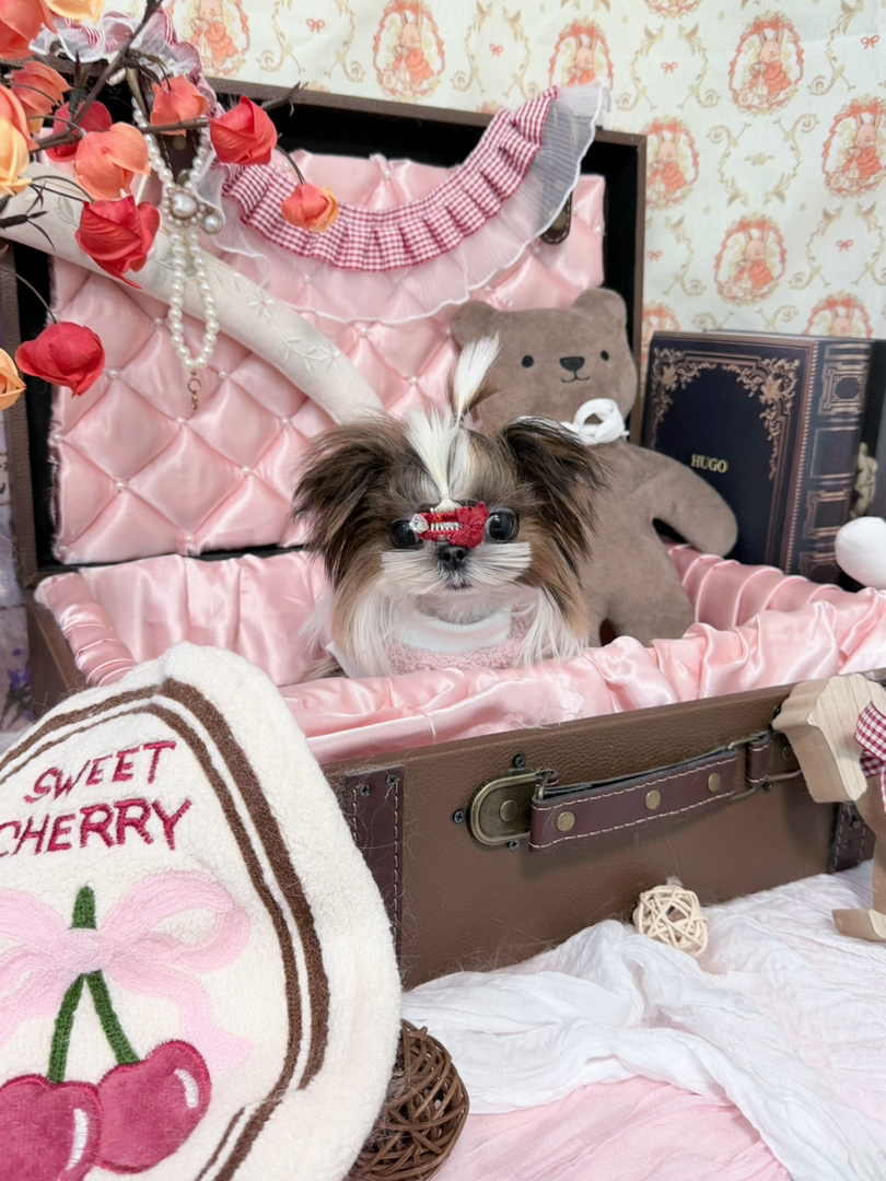 西施妹妹找新家 成都本地可上门看