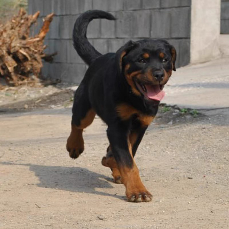 双血统带证书芯片❤️高端护卫犬罗威纳