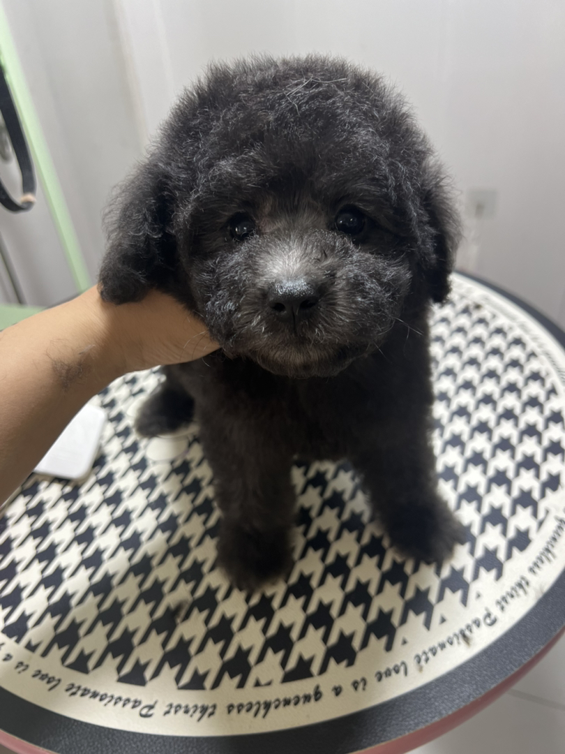 可爱灰泰迪幼犬，毛发浓密卷曲，乖巧伶俐萌翻天