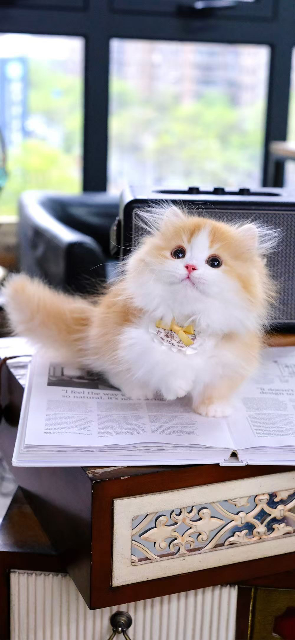 纯种拿破仑猫咪