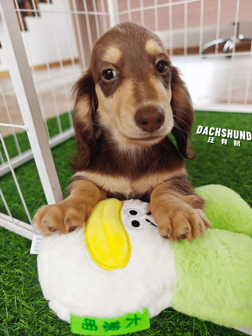 三个月巧奶弟弟。血统纯正，种公级别，骨量惊人堆堆袜