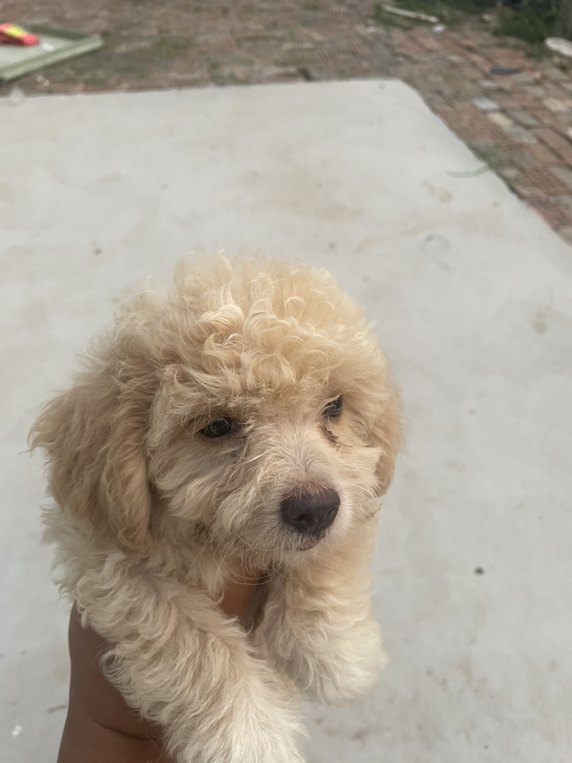 可爱泰迪幼犬，卷毛蓬松，乖巧伶俐，暖心陪伴好伙伴