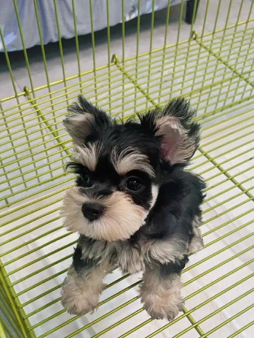 可爱雪纳瑞幼犬，毛发浓密，颜值高，陪伴你的最佳萌宠