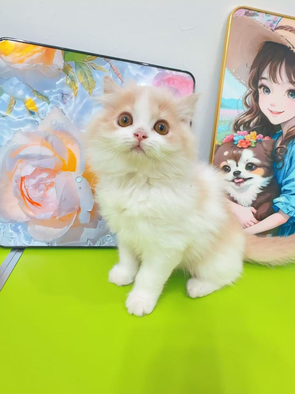 矮脚乳白，拿破仑