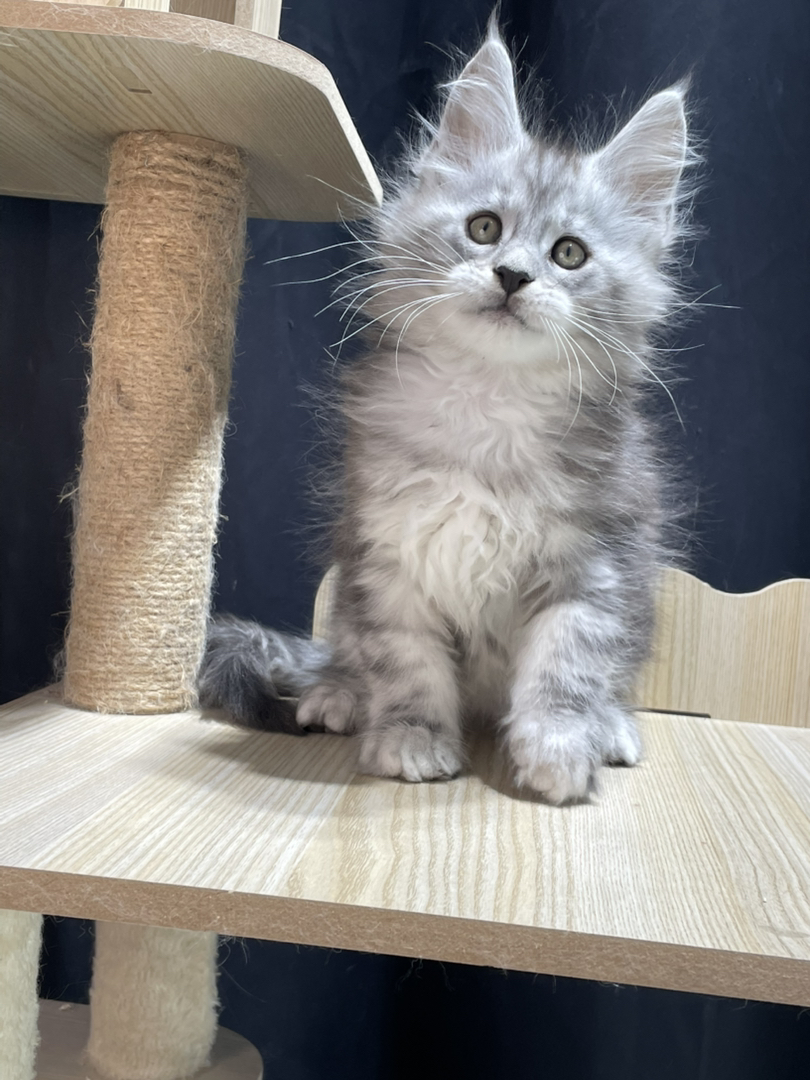 银虎弟弟,父亲11色,妈妈高银