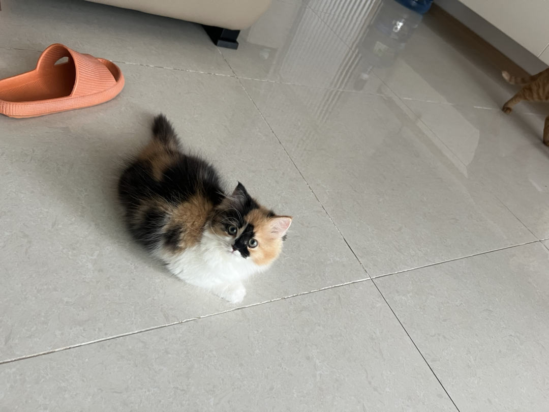 可爱三花猫，颜值超高，性格温顺，给你满满治愈感